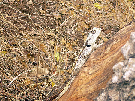 L�zard au parc kruger