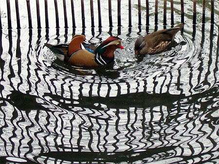 Couple de canards mandarins