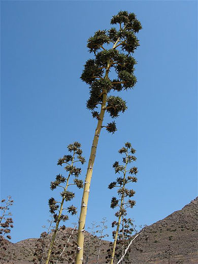 Aloes, symbole du Cabo de Gata
