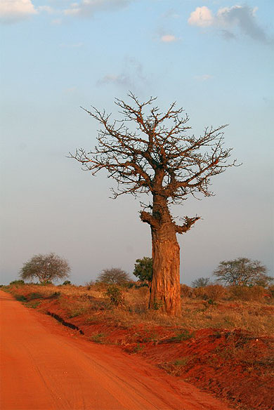 Baobab � Tsavo Ouest