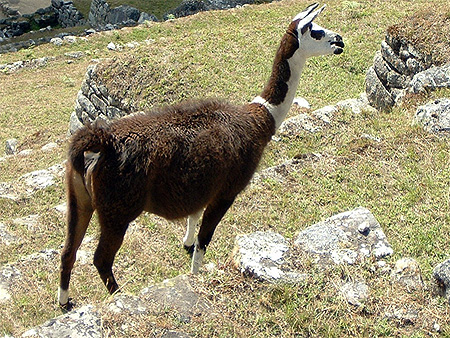 Machu-Picchu