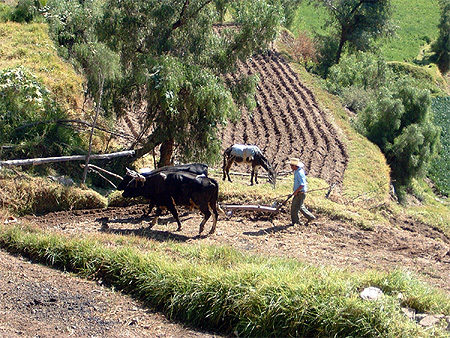 Arequipa