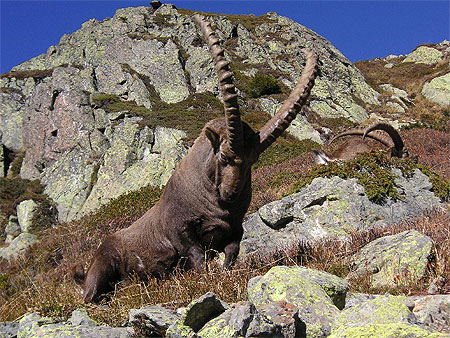 Bouquetin des Alpes