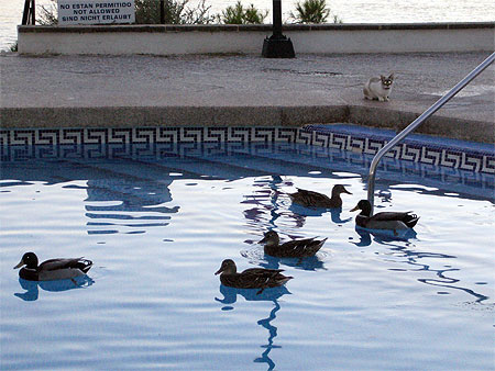 Canards
