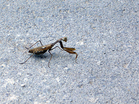 Insecte