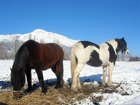 Deux poneys