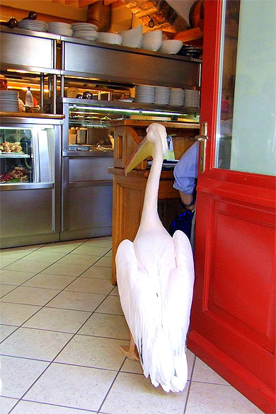 Le p�lican Petros � la taverne Nikos