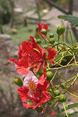 Fleur de Flamboyant