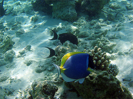 poisson doris