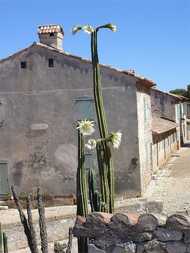 Ile Sainte Marguerite
