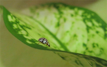 Coccinelle verte