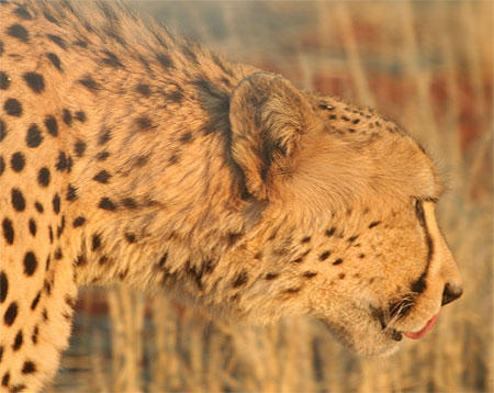 Gu�pard