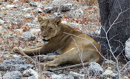 Lionne 