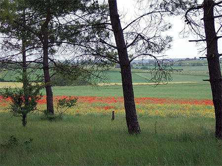 Campagne tourangelle pr�s de Chinon