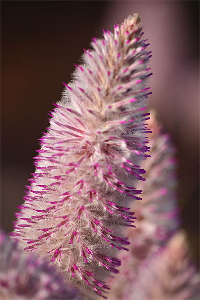 Amaranthaceae Ptilotus Exaltatus