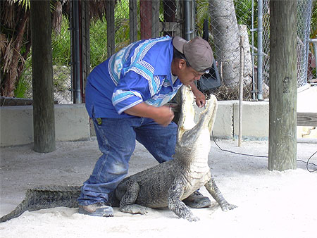 Wild alligator