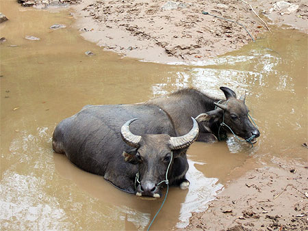 Buffles au bord du M�kong. Laos.