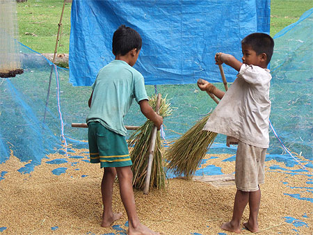 Battage du riz au Laos