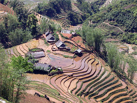 Les rizi�res de Sapa