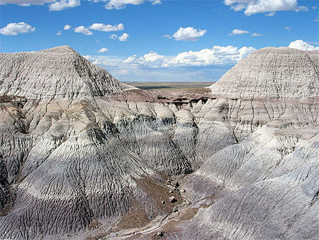 Petrified forest 