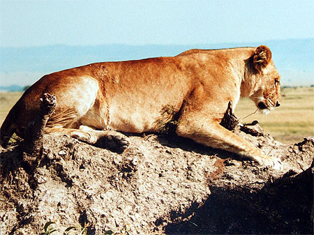 Lionne, Masai-Mara