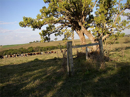 Le campo uruguayen