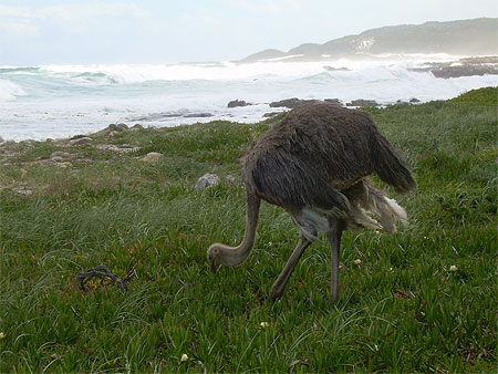 Autruche au cap de bonne esperance
