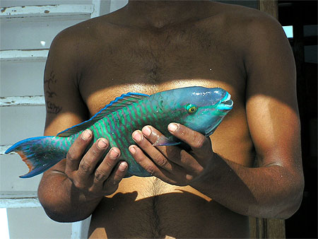 Poisson perroquet