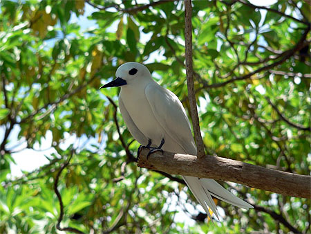 Oiseau � Tikehau