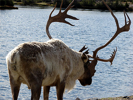 Caribou