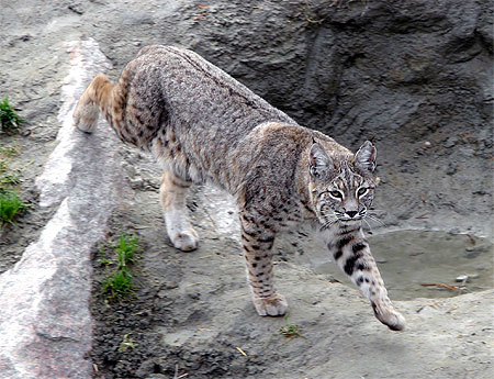 Lynx