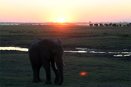 Elephant et coucher de soleil