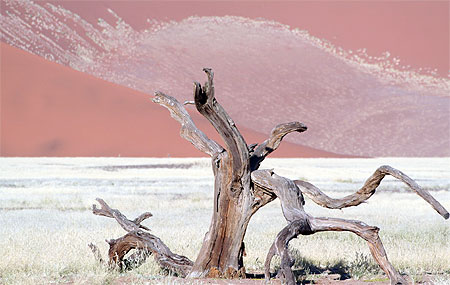 Arbre mort dans les dunes