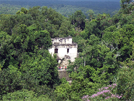 La jungle � Tikal