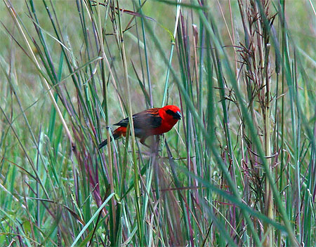Cardinal