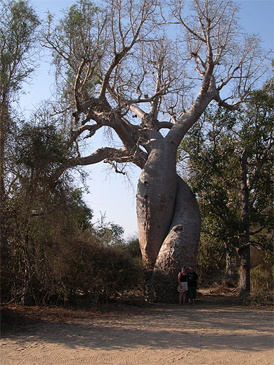 Baobabs amoureux