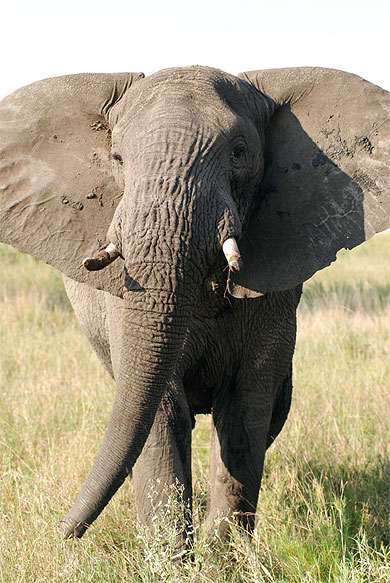 El�phant