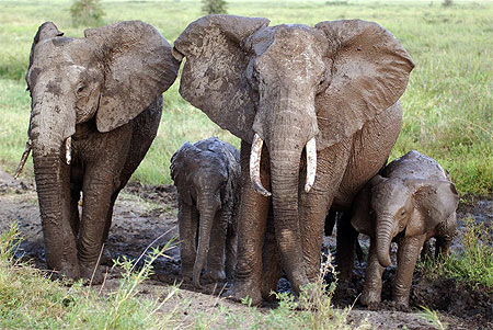 Famille d'�l�phants