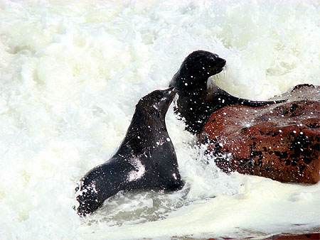 Otaries a Cape Cross