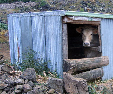 Une habitante des Hauts