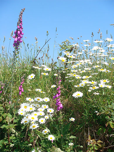 Fleurs printani�res