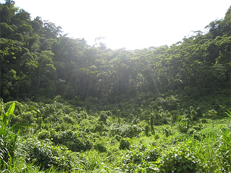 Perdu dans la jungle