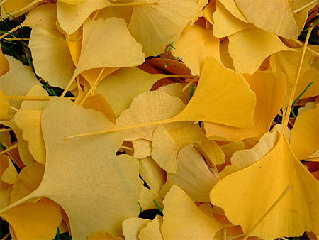 Ginkgo Biloba