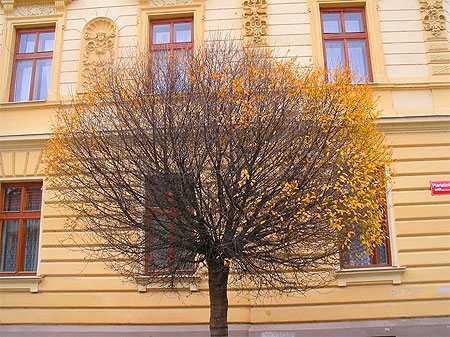 Derni�res feuilles
