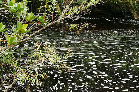 Eau dans la Chiapada Diamantina