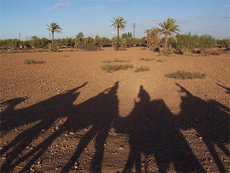 M�har�e dans la palmeraie de Marrakech
