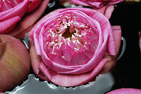 Lotus