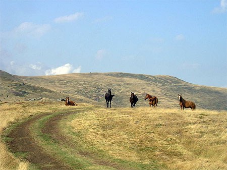 Chevaux en libert�