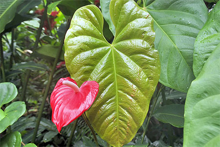 Anthurium rouge