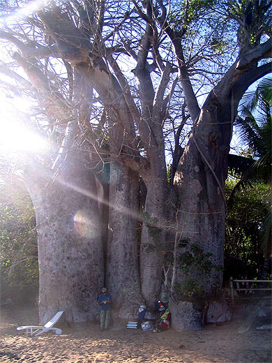 Baobab